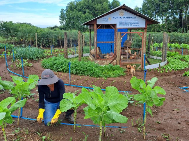 Elenice_plantando